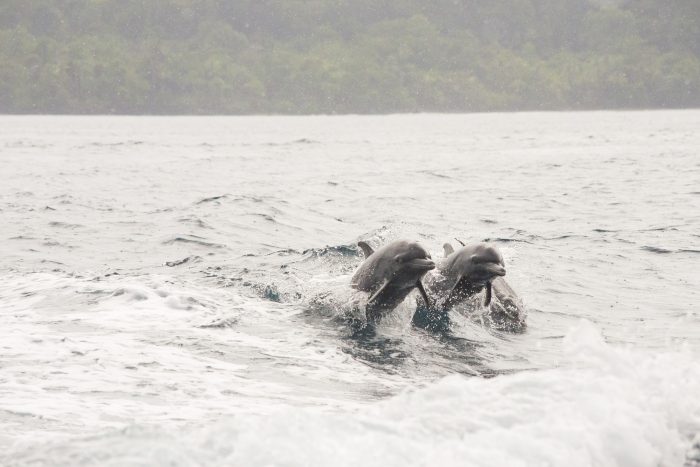 Dolphins Costa Rica Dana Dijkgraaf photography