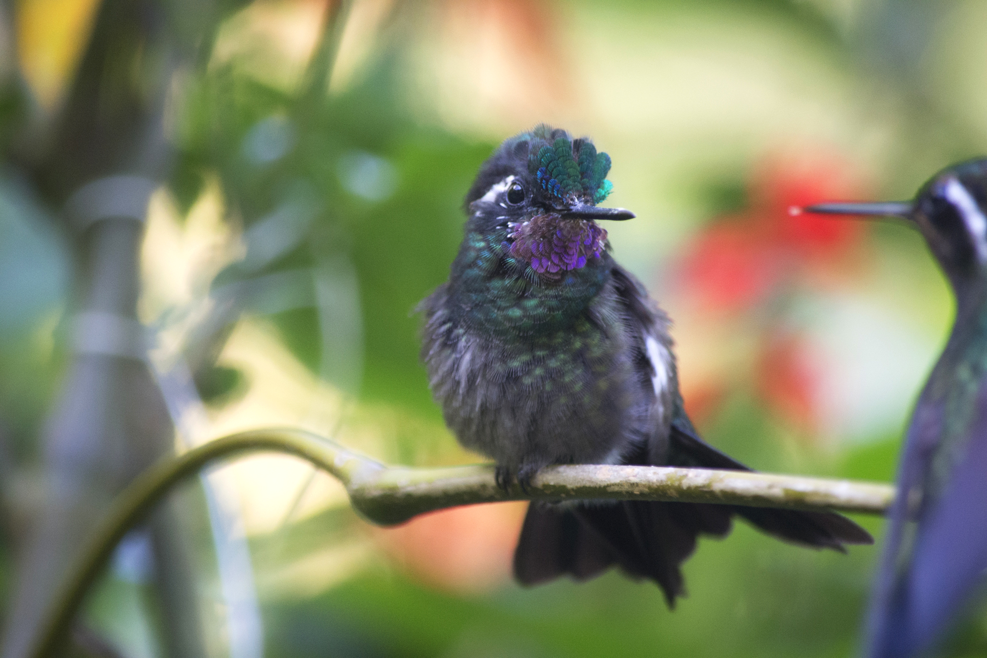 Hummingbird kolibrie costa rica dana dijkgraaf travel