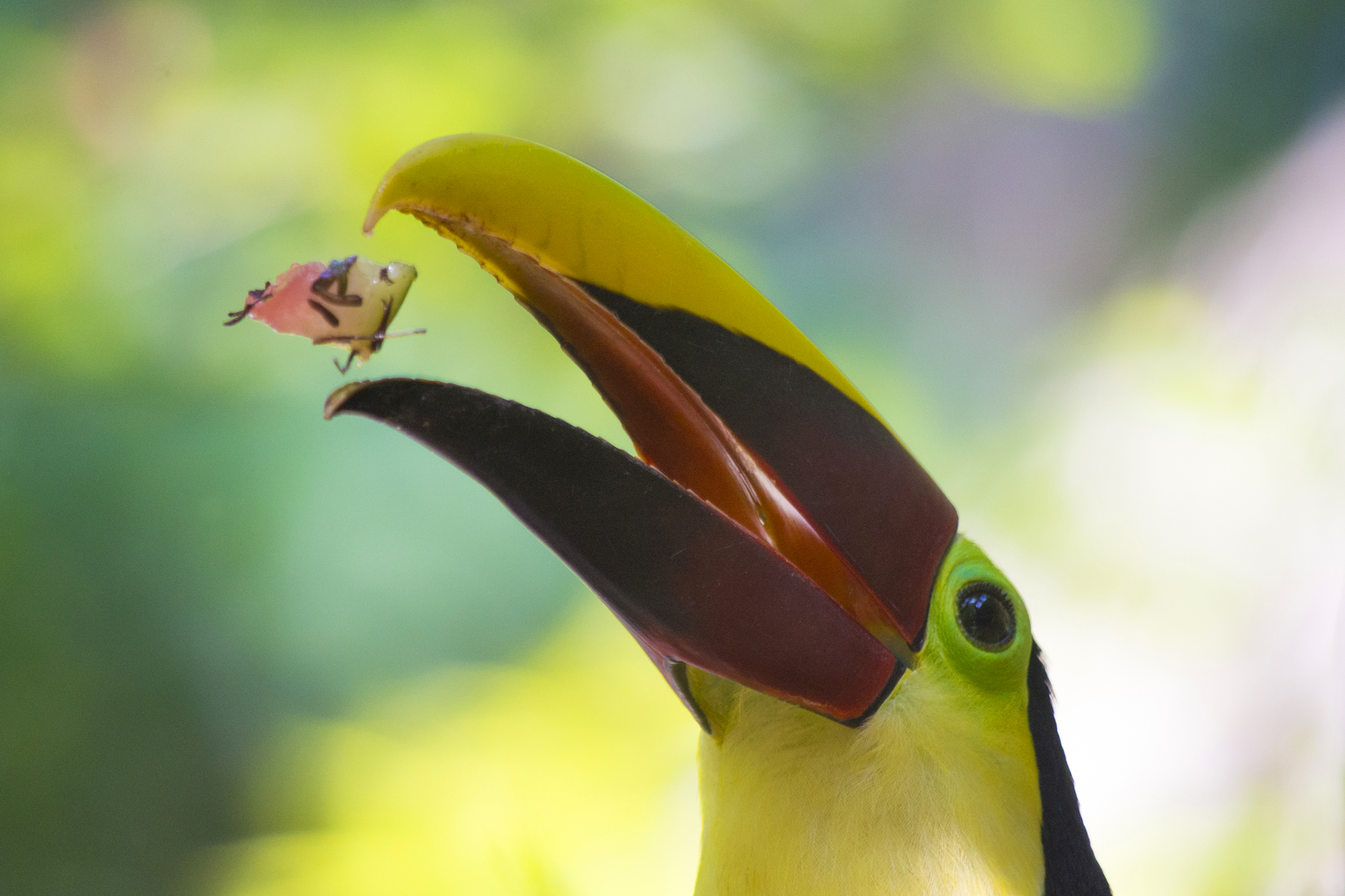 toucan toekan costa rica holiday dana dijkgraaf